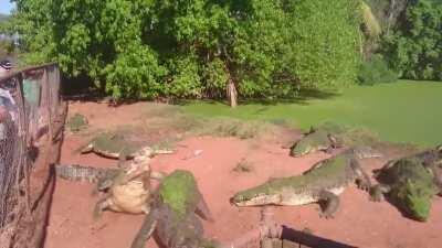 Throwing the gators some food