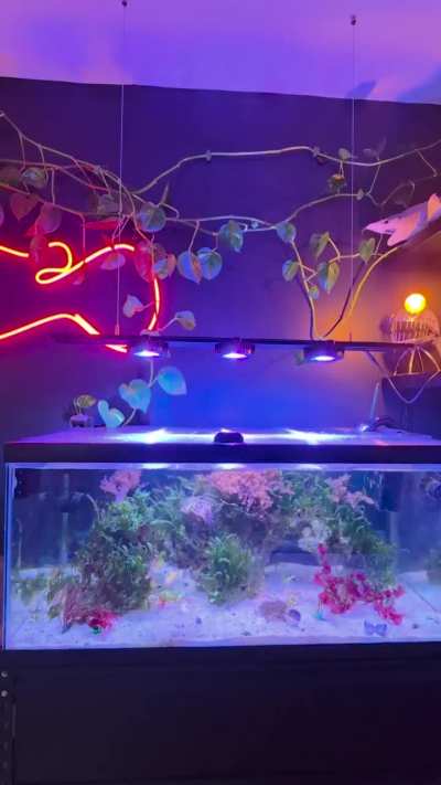 Just a quick video of Gilberts tank