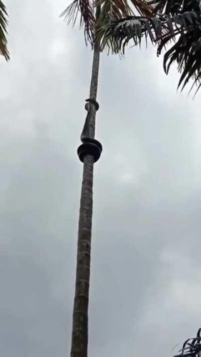 Just a snake climbing a tree.