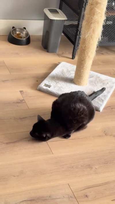 Gata fazendo ânsia de vômito com frequência