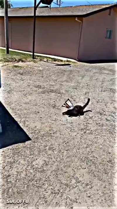 CAT POV: WHO TURN OFF THE LIGHT😂