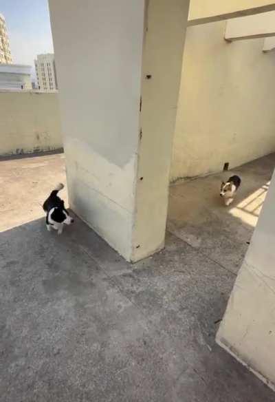A Corgi cheats while playing tag with her friends