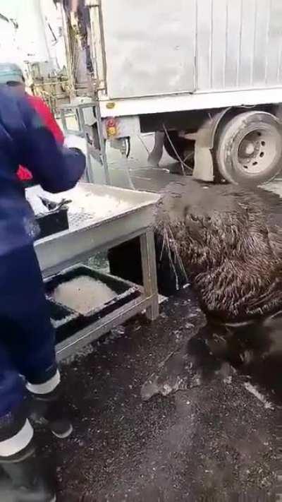 He has found himself a high yielding spot to fish