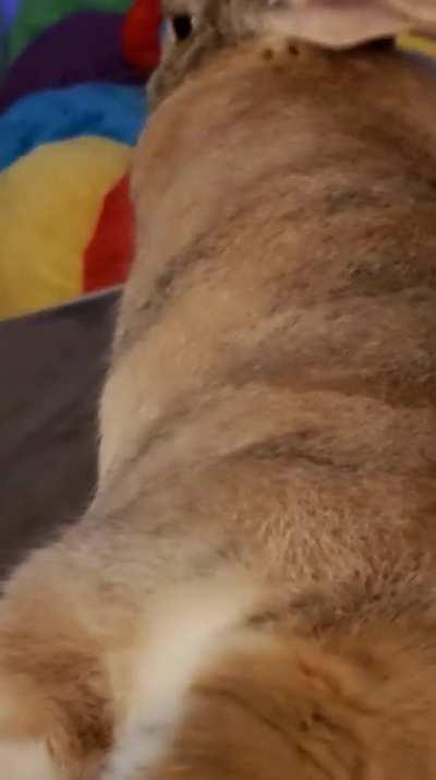 When Totoro's tail looks oddly familiar....