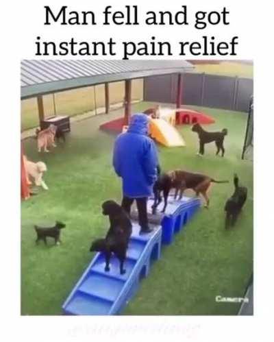 Dogs have a very good kindness