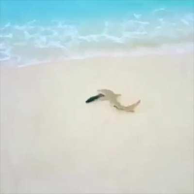 Lemon shark gets a fish off the beach