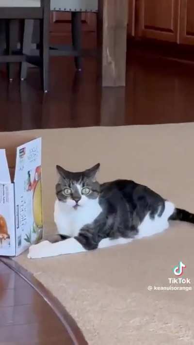 Catniiiipppp (not OC)