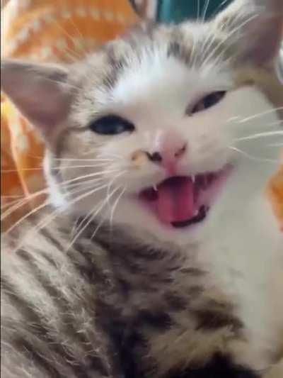 POV : A mosquito by your ear at 5:00 a.m.