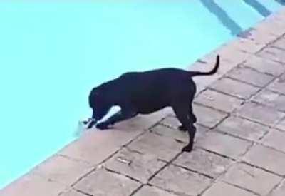 This dog saving his friend cautiously from a swimming pool