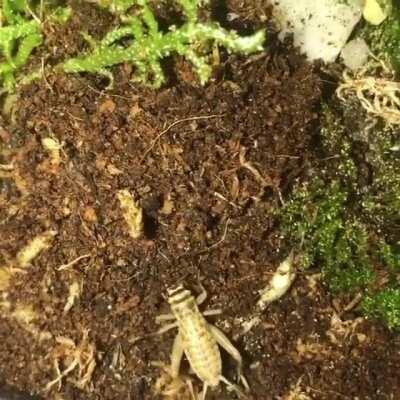 Armored Trapdoor spider (Euoplos sp.) from Australia ⁣ ⁣