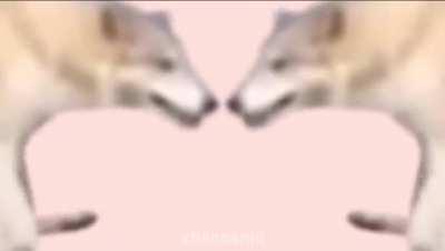 I think my 🐶🐶 wants a scooder for Khris Mass how will he ride it??🙈😳🤔