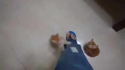 Shadow of the colossus 😓👍 Cat Edition