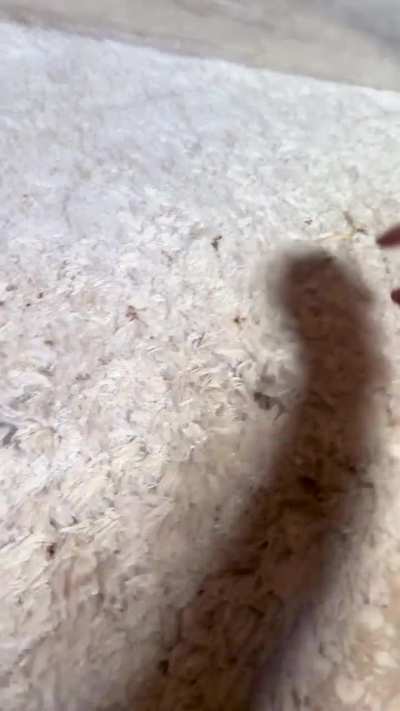 Mushrooms sprouting out my carpet!