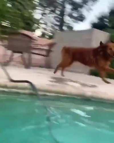 This concerned pup's owner writes: My dog always get nervous when I go in the pool, so he makes me hold his paw