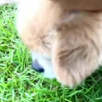 Nearly 17 years old, so his eyesight isn’t what it used to be. But his treat instincts are still strong!