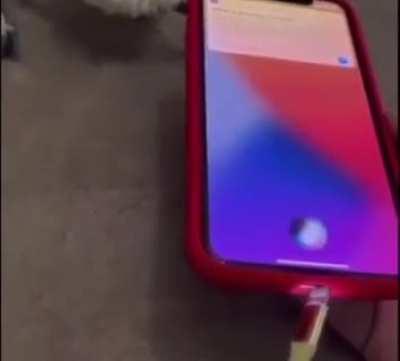 Thanks, I hate moaning Siri