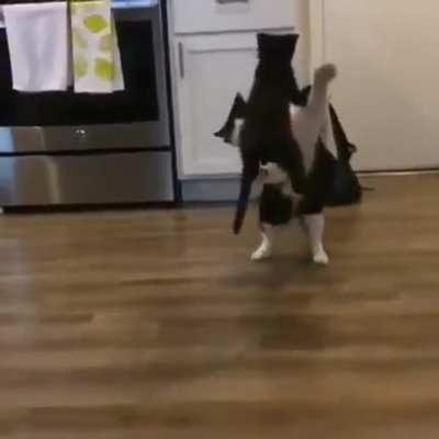 We need to sign this cat immediately.