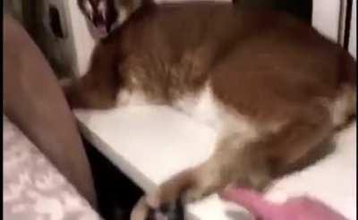 Floppas beans are touched (Very annoying)