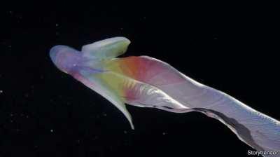🔥 Blanket Octopus! Males are a walnut and females are 6 feet!