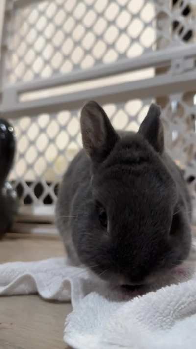 Cherry season is over but I found a small bag I forgot in the back of the fridge