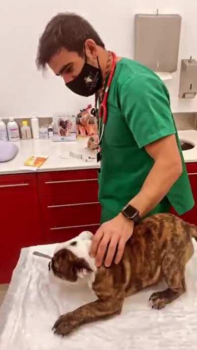 A vet dogs love