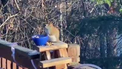 Twin Cities Squirrel Drunk Off Fermented Pears ( Inver Grove Heights)
