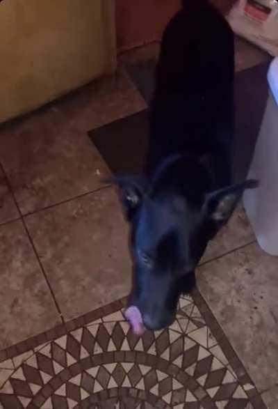 the dog is doing the being based