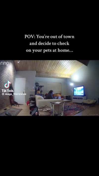 Cat unlocks the power of flight