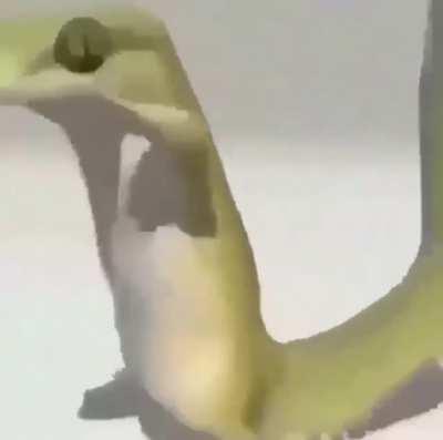 Dimaag Khraab mat kar 😠😠