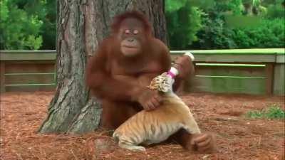 Animals being friendly