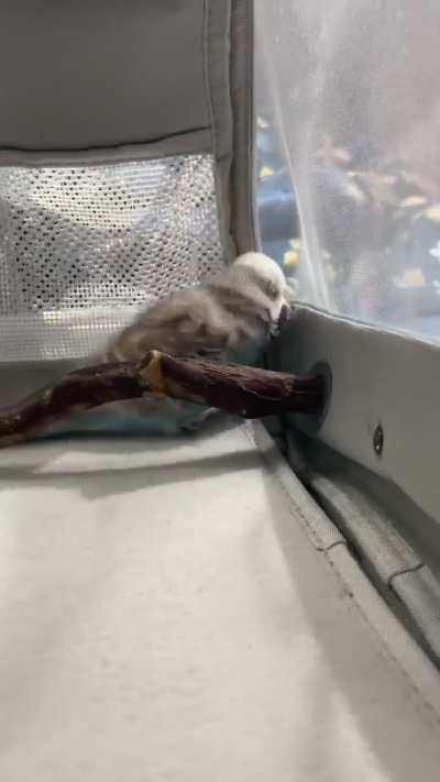 My budgie has fused leg joints