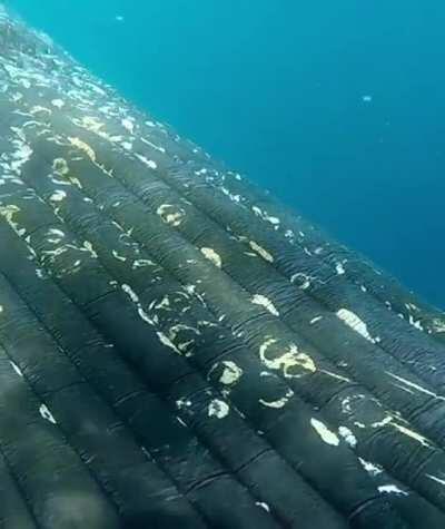 🔥 Close encounter with Whale