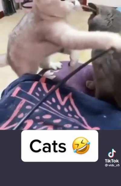 Chats🤣