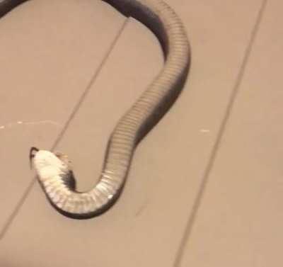SnAkE geTs brUTAlly StAbbED bY hEartLEsS oWNeR