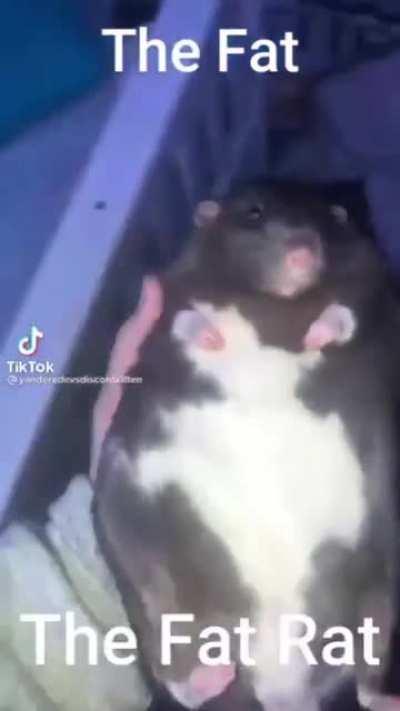 The fat rat
