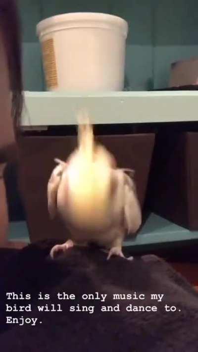 This is the only music my bird will sing and dance to. Enjoy.