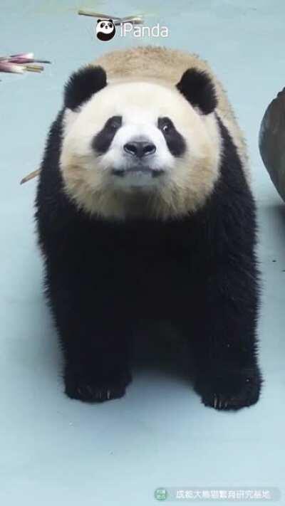 A panda a day keeps the sorrow away