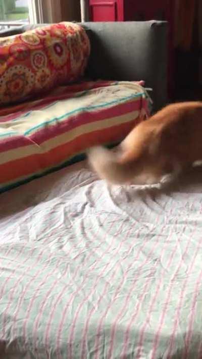 Butters is pretty intense when he cleans his feetzies but he’s also easily distracted.