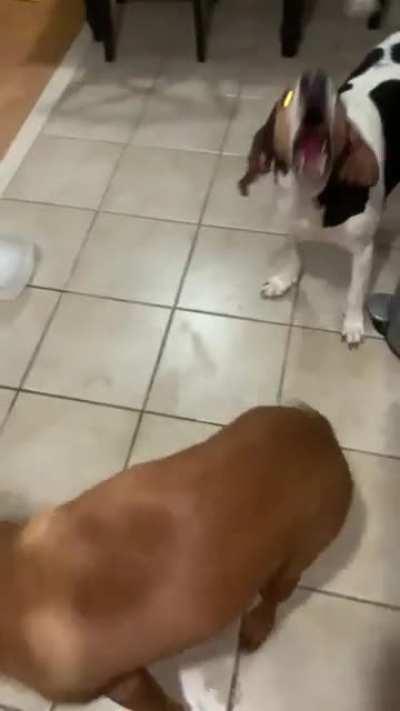 Give us the flood too!!!!