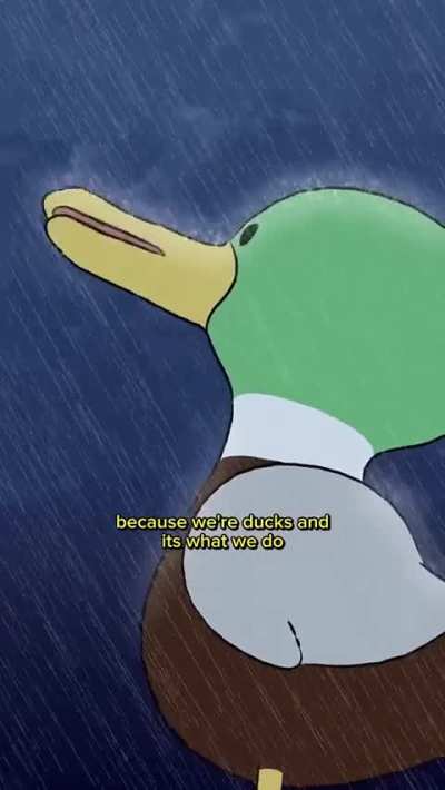 Why do the Ducks stand still in rain?