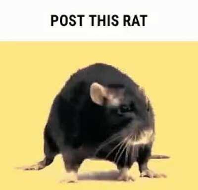 Rat