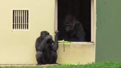 Gorillas being jerks