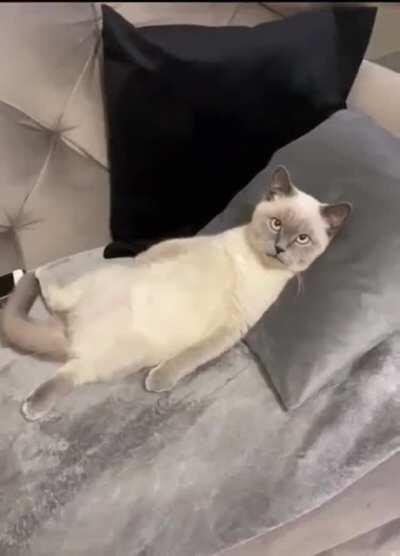 Existential crisis cat