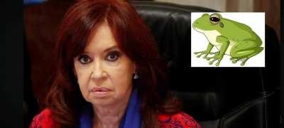 En Misiones, el CONICET descubrió una nueva especie de rana: la bautizaron 