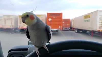 He was so happy until that semi truck came by...