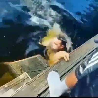 You heard of swimming with the sharks, but have you ever...