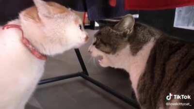 Pawsidential Debate 🐾