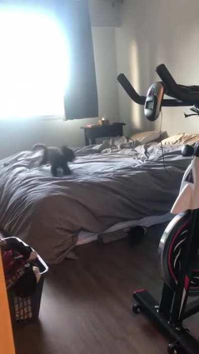 I guess you can say my dog was very excited about our new king size mattress!