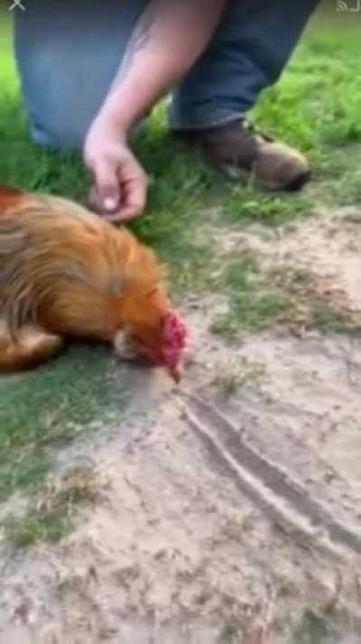How to hypnotize a rooster.