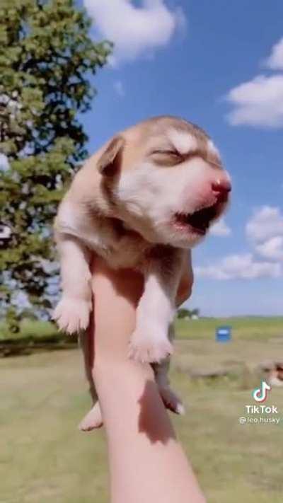 Suggested to post these cuties here.. first awoos 🥰